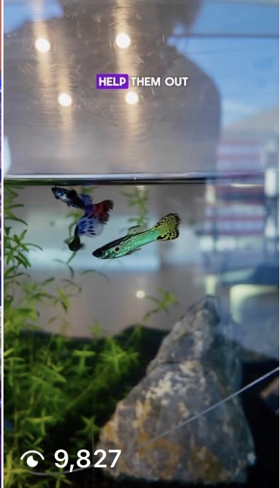 Help them out — guppies
