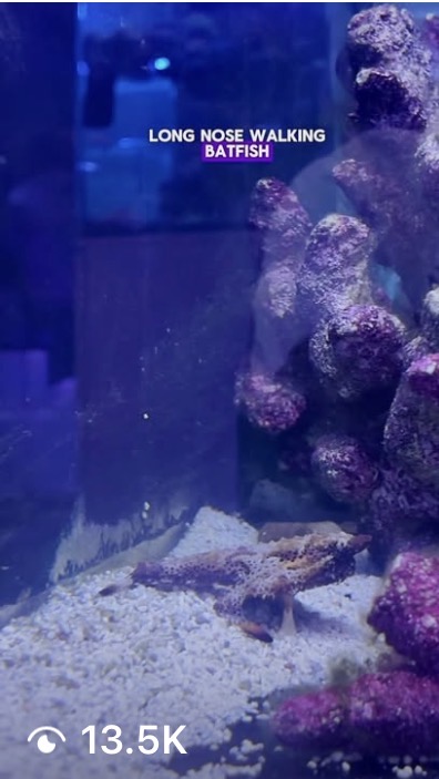 Long nose walking — batfish