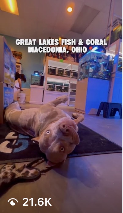The shop dog, upside down