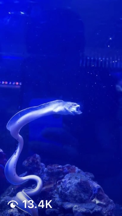 Snowflake eel glide