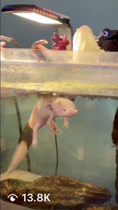 Axolotl close-up
